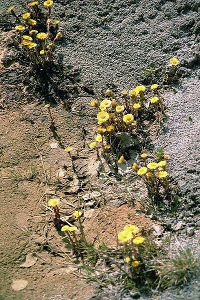 Tussilago farfara Asteraceae Εκτός από αλκαλοειδή περιέχει το τερπένιο tussilagone με αντιφλεγμονώδη δράση (υπό μελέτη σαν διεγερτικό της