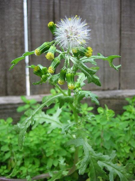 Senecio vulgaris Asteraceae Όλα τα μέρη του φυτού