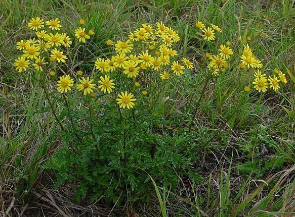 Senecio jacobaea Asteraceae Ζιζάνιο σε κήπους Όλα τα μέρη του φυτού περιέχουν