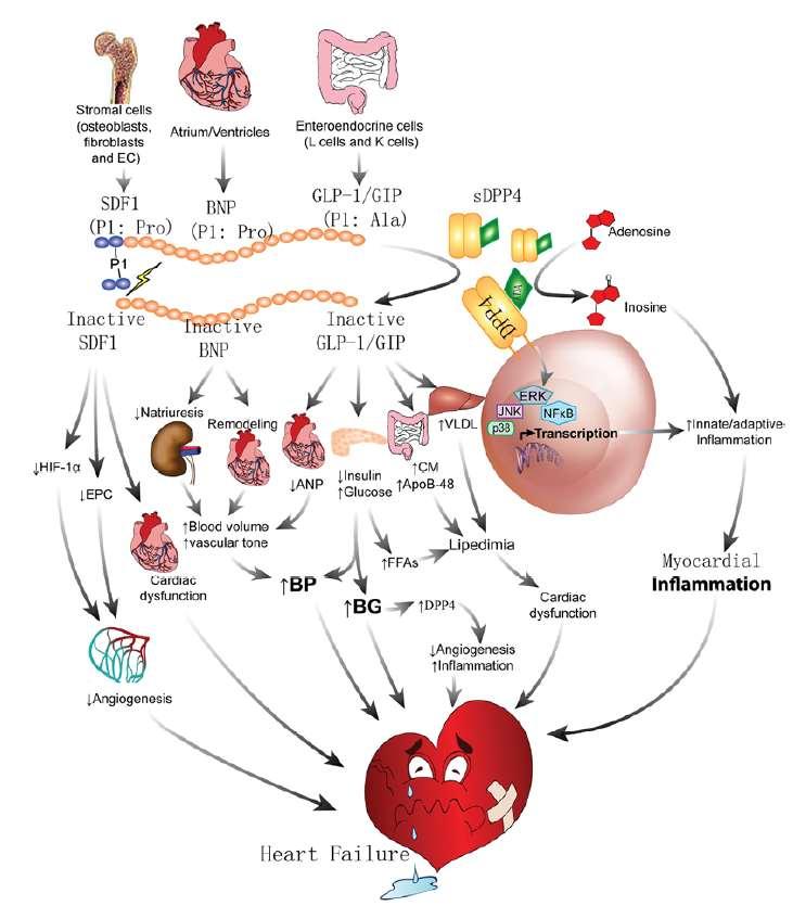 Zhong J et al,circ