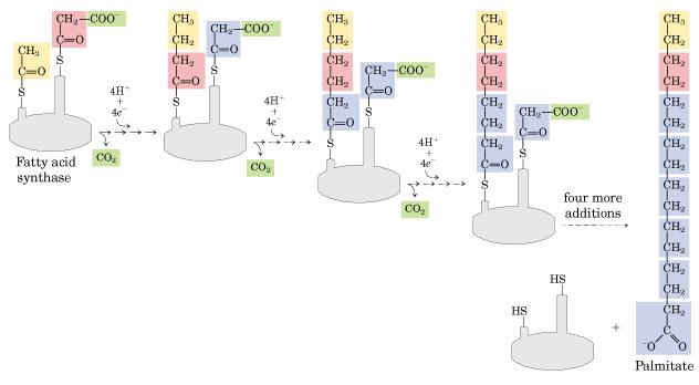 En posteriores ciclos se van añadiendo grupos de dos átomos de carbono hasta llegar al