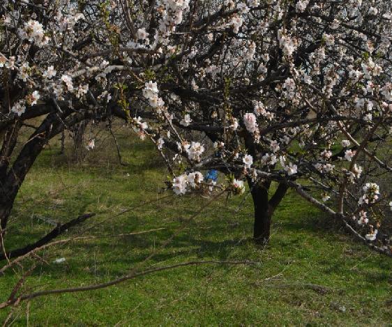 καλλιέργειας, χωρίς τη χρήση χημικών, παρασιτοκτόνων, εντομοκτόνων και ανόργανων λιπασμάτων, τα