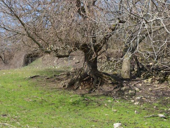 Εμπλουτισμός με θρεπτικά και πότισμα 7. Καθαρισμός κορμών 8. Κλαδέματα 9. Εμβολιασμοί δέντρων 10.