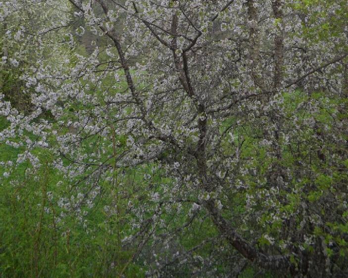 καθεστώς Παραχώρηση κοινών/δημόσιων αγροτεμαχίων Δυνατότητα παραχώρησης και καλλιέργειας