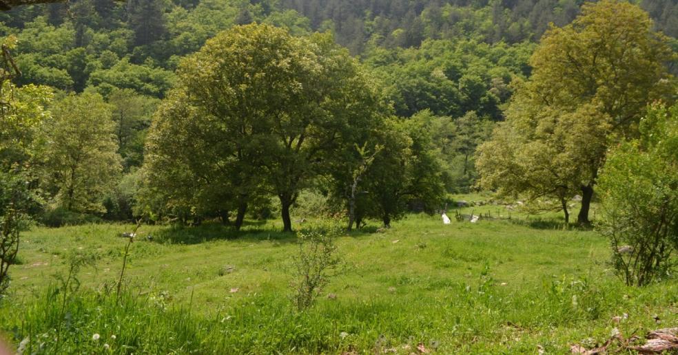 Οικολογική σημασία Hot spot βιοποικιλότητας (καλλιεργημένοι και εγκαταλειμμένοι) φυτά οποορόφου (αποστάσεις δέντρων, ήπιες