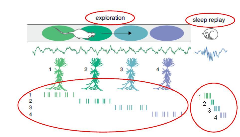 Ιππόκαμπος και Μνήμη Wilson McNaughton, 1994-Science: Επανα-δραστηριοποίηση των κυττάρων θέσης