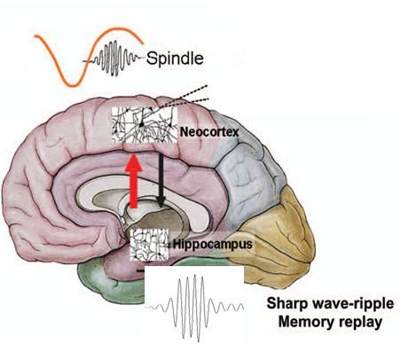 Τα ΟΚ-Ρ ενδεχόμενα εμπλέκονται στην επικοινωνία μεταξύ ιπποκάμπου & νεοφλοιού.