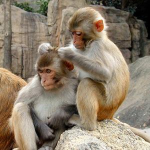 Researchers allowed half of the monkeys to eat as much as they wanted during the day, while restricting the other half to a diet with 30% fewer calories.