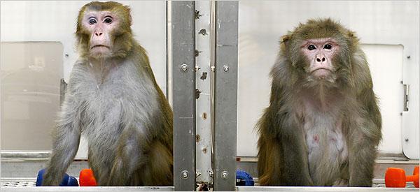 63% of the calorie-restricted animals are still alive compared to only 45% of their free-feeding counterparts.