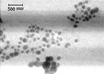 pulberi. Funcţie de procedeul de lucru, se pot obţine pulberi din NpAg bioactive sau NpAg conductive.