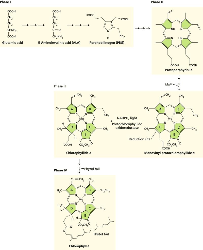 Η Βιοσύνθεση των Χλωροφυλλών Ο σχηματισμός του φωτοσυνθετικού μηχανισμού προϋποθέτει την ταυτόχρονη βιοσύνθεση πρωτεϊνών αλλά και φωτοσυνθετικών χρωστικών (ιδιαίτερα χλωροφυλλών).