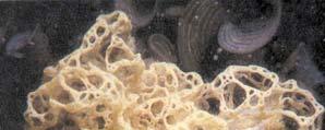 με βάση το χρώμα Κοραλλιοφύκη Ροδοφύκη Red algea Πολυκύτταρα. Rhodophytα 5.