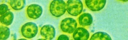 2. Chlorella:
