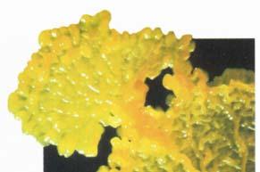 Fungus-like Πρώτιστα: Βλένες Ομάδα Φύλο