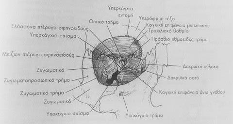 προσθιοπίσθια διάμετρος τόσο πιο μυωπικός είναι ο οφθαλμός και όσο πιο μικρή είναι η προσθιοπίσθια διάμετρος, τόσο πιο υπερμετρωπικός είναι ο οφθαλμός. (Snell & Lemp, 2006). 1.