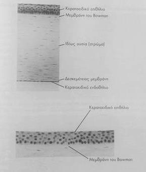 (Snell &Lemp, εικόνα 6-8, 2006). 1.4.2. Αγγειώδης μελαγχρωματικός χιτώνας O αγγειώδης μελαγχρωματικός χιτώνας (ραγοειδής) αποτελείται από τον χοριοειδή, το ακτινωτό σώμα και την ίριδα.