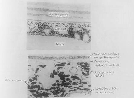 (Snell &Lemp,εικόνα 6-15,2006). Το ακτινωτό σώμα συνεχίζεται πίσω από με χοριοειδή και προσθίως με το περιφερικό όριο τη ίριδας.
