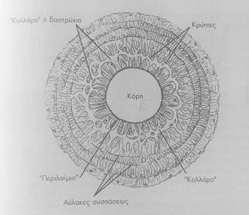 (Snell & Lemp, εικόνα 6-23, 2006). Οι κινήσεις της κόρης είναι δύο. Η μύση, όπου ο σφιγκτήρας της κόρης συστέλλει τη κόρη αντιδρώντας στο φως και κατά τη προσαρμογή.