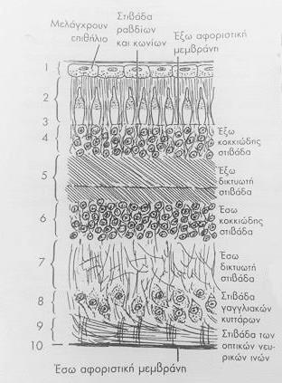 (Snell & Lemp, εικόνα 6-32 Α, 2006). 1.5. Οπτικό νεύρο Το οπτικό νεύρο διαιρείται σε μια κογχική μοίρα και σε μια ενδοκράνια μοίρα.