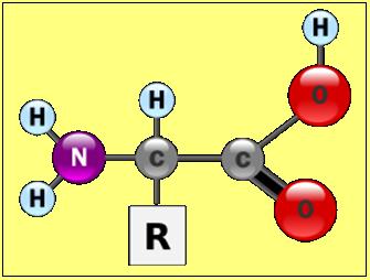 3. Noţiuni de biochimie În acest capitol vom trece în revistă structura şi proprietăţile a două mari clase de molecule ce constituie de fapt obiect de studiu pentru bioinformatică:.