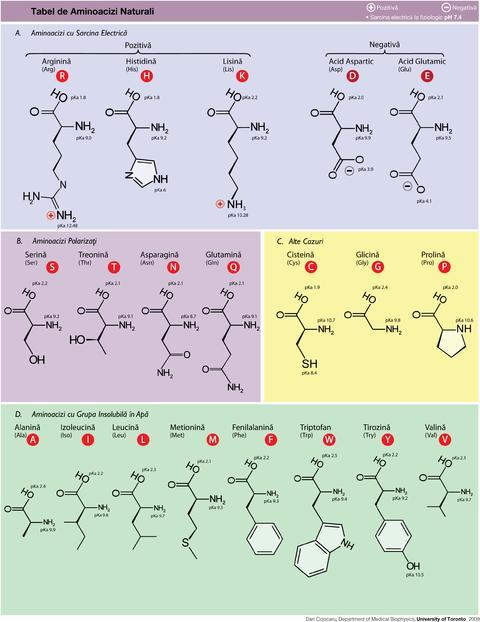 Fig. 3.1.1.b. Structurile moleculare ale aminoacizilor 3.1.2. Formele ionice ale aminoacizilor A.