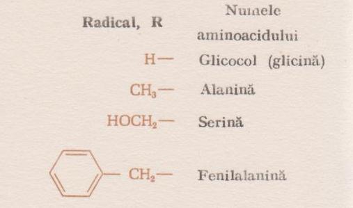 Radicalii celor mai importanți aminoacizi sunt prezentați mai jos: În moleculele proteice, resturile de aminoacizi sunt legate covalent