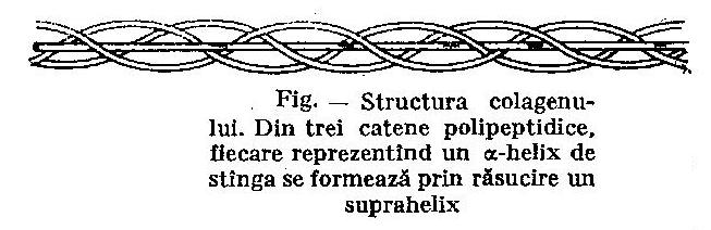 paralel al straturilor pliate (cazul β-keratinei) și modelul antiparalel (în cazul fibroinei din mătase).