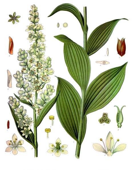 ΣΤΕΡΟΕΙΔΙΚΑ ΑΛΚΑΛΟΕΙΔΗ Veratrum album, Liliaceae λευκός ελλέβορος Η ρίζα είναι vere ater - μαύρη.