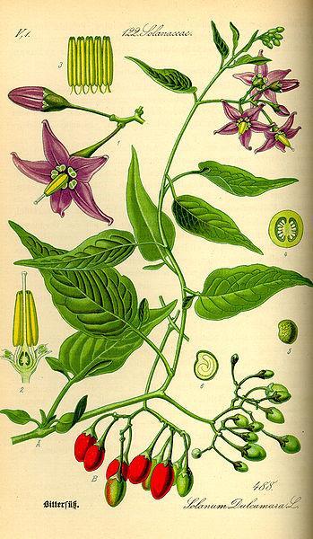 Solanum dulcamara Solanaceae Πολυετές αναρριχόμενο φυτό, ευδοκιμεί σε