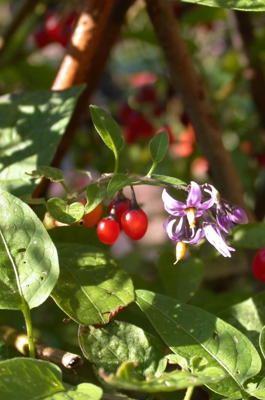 Solanum