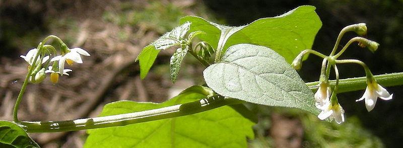 Solanum nigrum, Solanaceae Ο.Α.