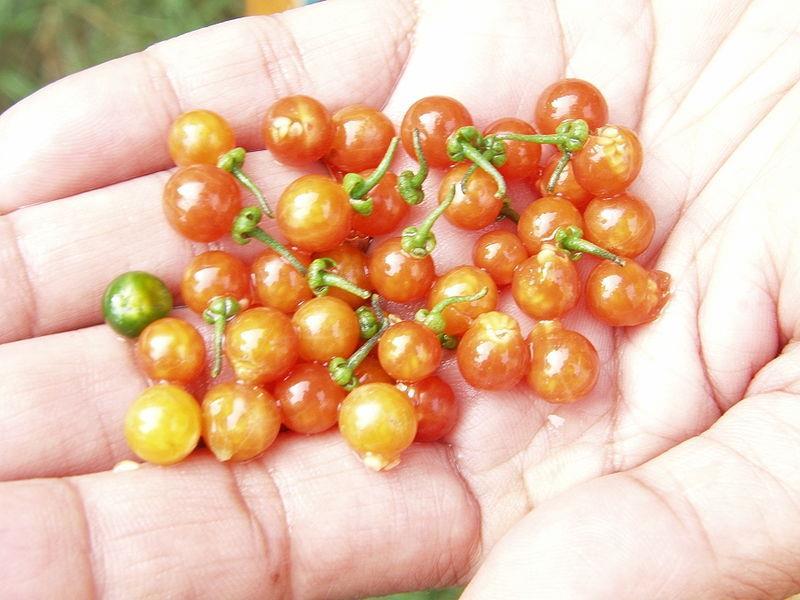 Solanum nigrum, Solanaceae οι καρποί