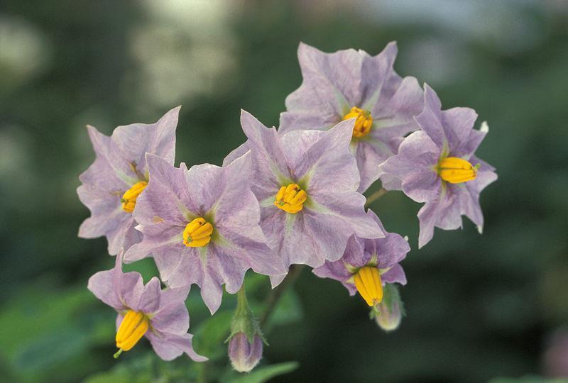 Solanum