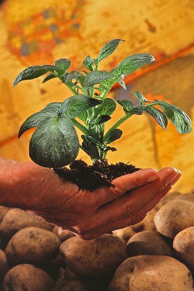 Solanum tuberosum Το φυτό προέρχεται από