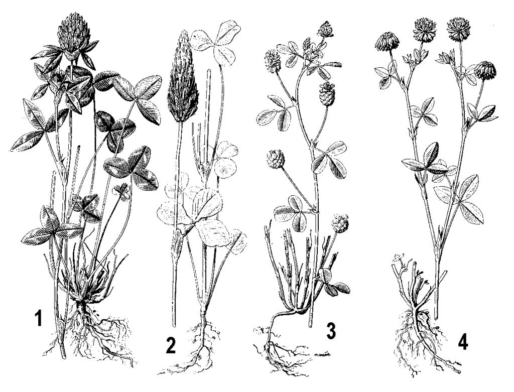 Obr. 141: Ďateliny: 1 - ďatelina lúčna (Trifolium pratense), 2 - ďatelina purpurová, inkarnát (Trifolium incarnatum), 3 - ďatelinka poľná (Chrysaspis campestris), 4 - ďatelina hybridná (Trifolium
