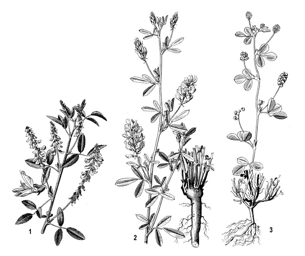 Obr. 142: 1 - komonica lekárska (Melilotus officinalis), 2 - lucerna siata (Medicago sativa), 3 - lucerna ďatelinová (Medicago lupulina) pestuje ako najdôležitejšia krmovina (ďatelina lúčna siata - T.