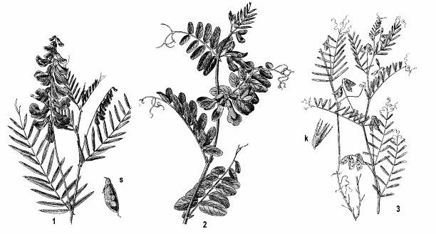 Obr. 143: 1 - vika vtáčia (Vicia cracca), s - struk; 2 - vika plotná (Vicia sepium); 3 - vika srstnatá (Vicia hirsuta), K -kalich Fazuľa (Phaseolus) je rozšírená hlavne v trópoch.