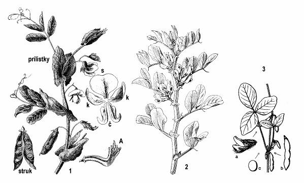 144: 1 - hrach siaty (Pisum sativum), s - strieška, k - krídla, č - člnok, A - tyčinky; 2 - bôb obyčajný (Faba vulgaris); 3 - sója fazuľová (Glycine max), a - kvet, b - struk, c - semeno Niektoré