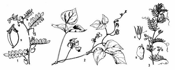 Strukovina s rôznym využitím je sója fazuľová (Glycine max). Je to jednoročná, hrdzavohnedo chlpatá rastlina s trojpočetnými listami, ktoré sa podobajú listom fazule (odtiaľ názov).