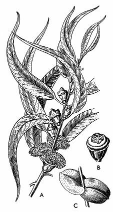 145: 1 - cícer baraní (Cicer arietinum), s - struk; 2 - fazuľa obyčajná (Phaseolus vulgaris); 3 - šošovica jedlá (Lens esculenta), s - struk, K - kalich Bledomodré kvety sú jednotlivé.