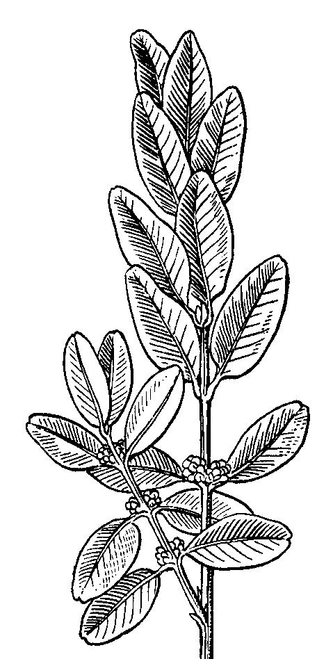 odoratus) má voňavé, rôznofarebné kvety, pestuje sa ako ozdobná letnička. Obr. 149: Krušpán vždyzelený (Buxus sempervirens) Dreviny rozšírené v trópoch a subtrópoch. Obsahujú aromatické silice.