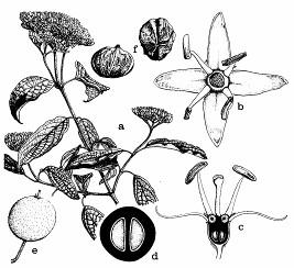 Najpočetnejší je rod prýštec (Euphorbia), ktorý má niekoľko sto druhov sukulentných. U nás sa častejšie pestujú ako okrasné izbové rastliny prýštec najkrajší (E.