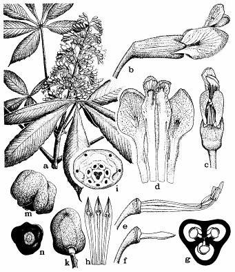 Obr. 160: Pagaštanovité (Hippocastanaceae): pagaštan osemmužný (Aesculus octandra).