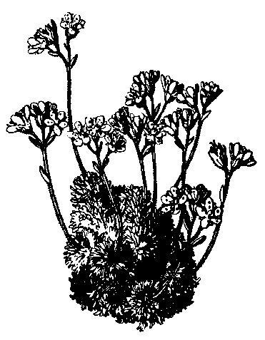 Ako črepníkové okrasné rastliny sa pestujú rôzne hybridy netýkavky sultánskej (I.walleriana), alebo netýkavka balzamínová (I.balsamina), najčastejšie s ružovými alebo červenými kvetmi, aj plnokvetými.