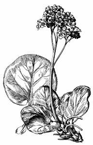 Piestik je z 2 plodolistov, z ktorého sa vyvíja tobolka. Typické je vegetatívne rozmnožovanie prídavnými púčikmi, cibuľkami, výhonkami a pod. Lomikameň (Saxifraga).