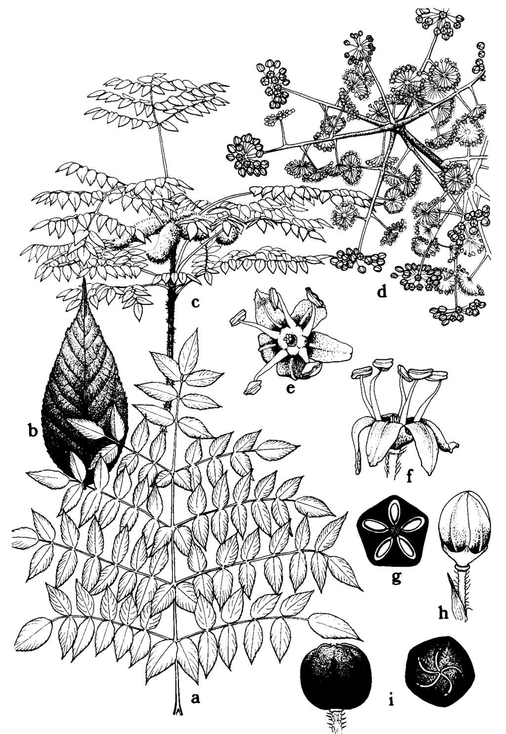 Kvetný vzorec:,, K 5, C 5-10, A 5, G (5) Sú to dreviny alebo liany s jednoduchými až dlaňovito zloženými listami (šeflera). Kvety sú 5 početné, zoskupené do okolíkov alebo klasov.
