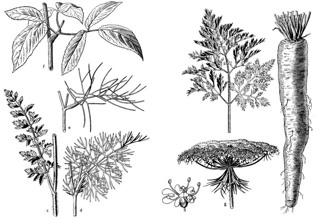 Obr. 175: Mrkvovité (Apiaceae): listy mrkvovitých: c - mrkva (Daucus), d - rasca (Carum), e - fenikel (Foeniculum), f - kozonoha hostcová (Aegopodium podagraria), g - mrkva (Daucus carota), koreň