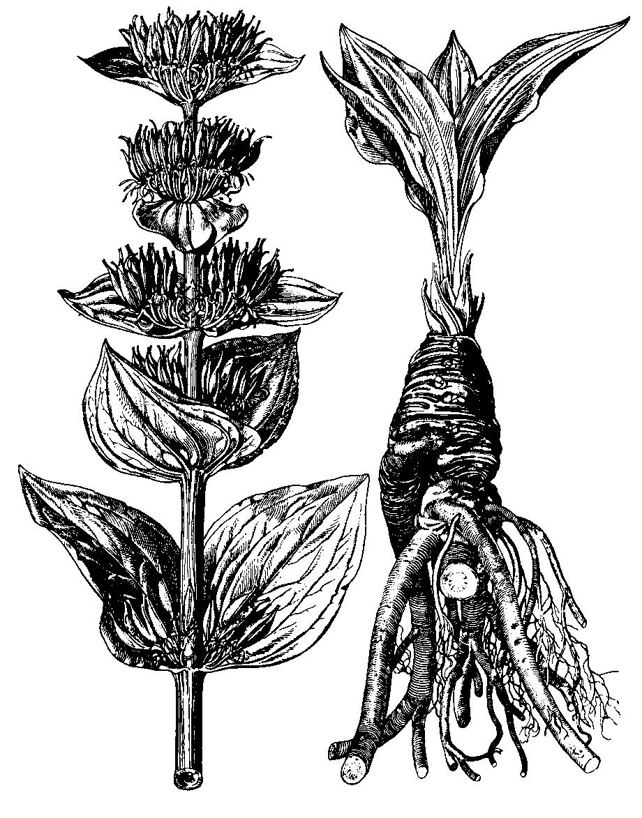 Prerastlík (Bupleurum) ako jediný rod z čeľade má jednoduché, celistvookrajové, objímavé až prerastené listy. Z niekoľkých druhov je v teplejších oblastiach najčastejší prerastlík kosákovitý (B.