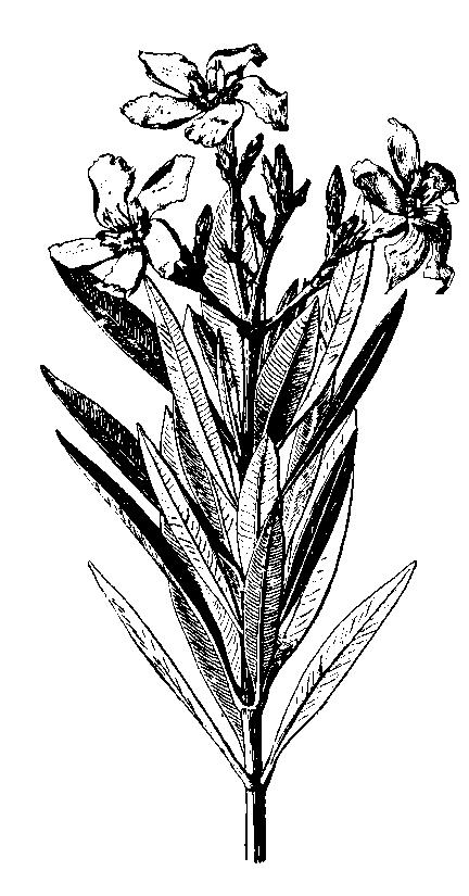 Podzemky s obsahom horkých látok sa využívajú najmä so žltokvitnúcich druhov mohutného horca žltého (G.lutea) a horca bodkovaného (G.punctata).