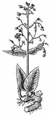 K lesným druhom patrí napr. krtičník hľúznatý (Scrophularia nodosa). Má nenápadné hnedočervené kvety, ale o to nápadnejší je svojim typickým zápachom.
